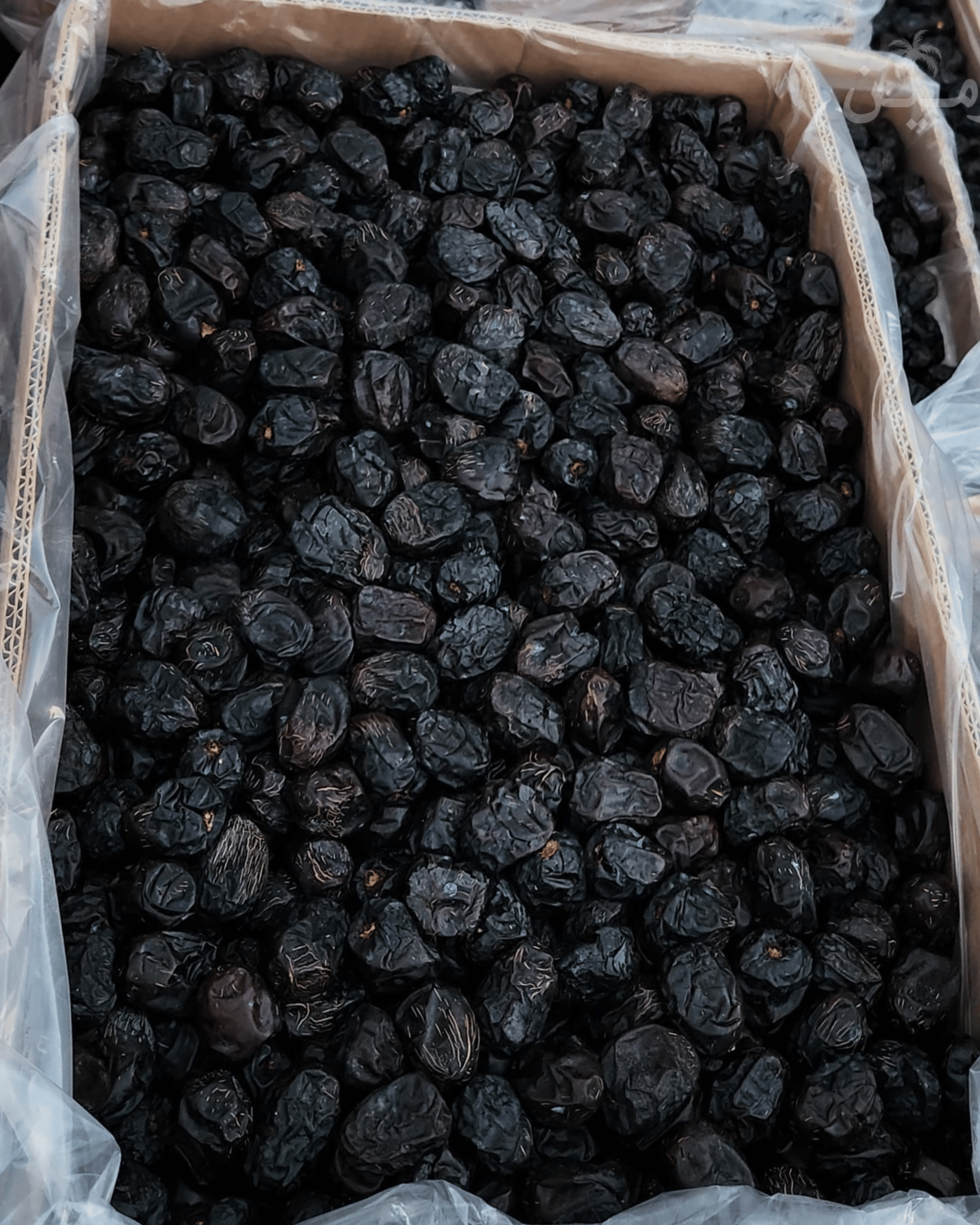 Ajwa Madinah Jumbo Khajoor – Premium A++ Quality