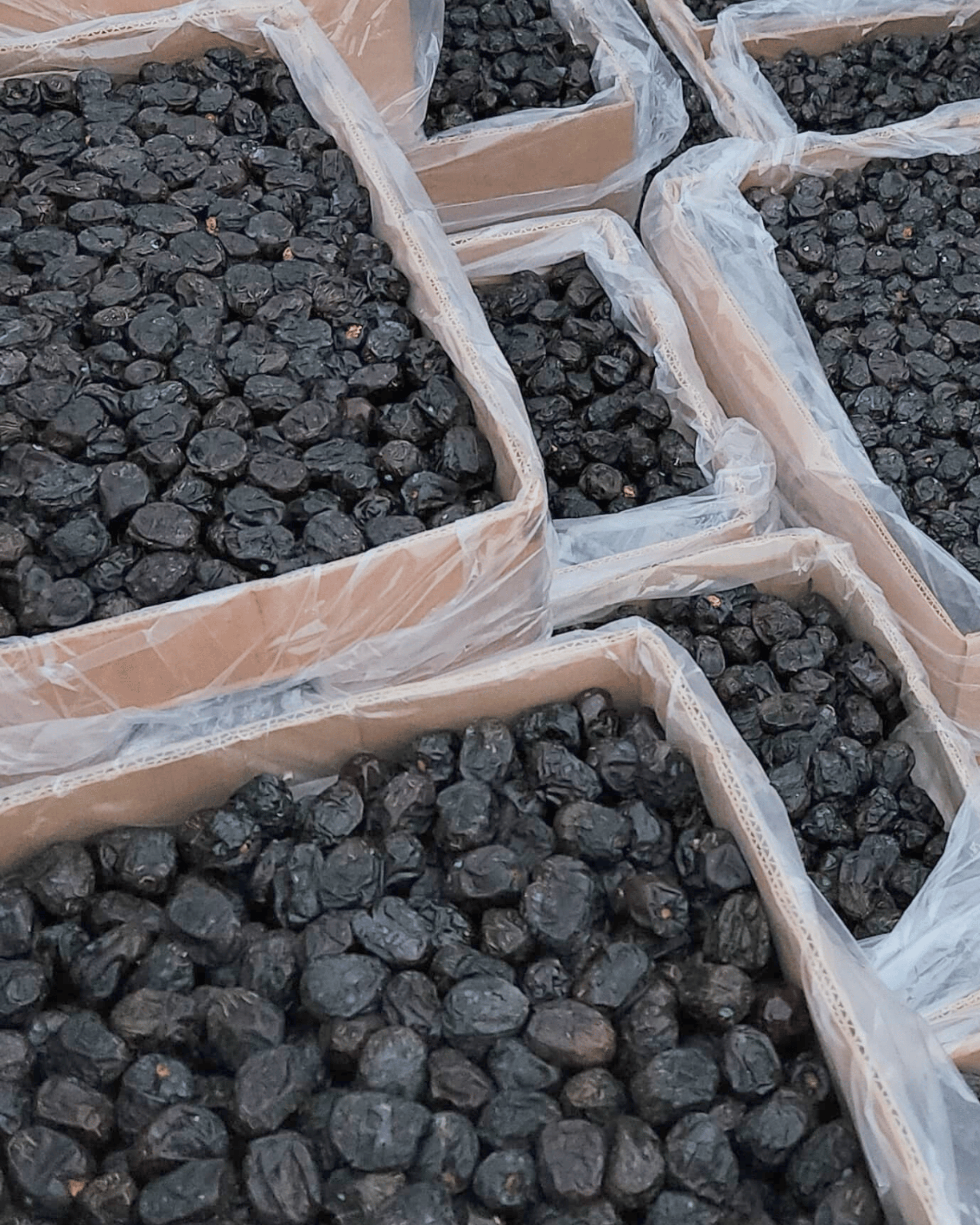 Ajwa Madinah Jumbo Khajoor – Premium A++ Quality