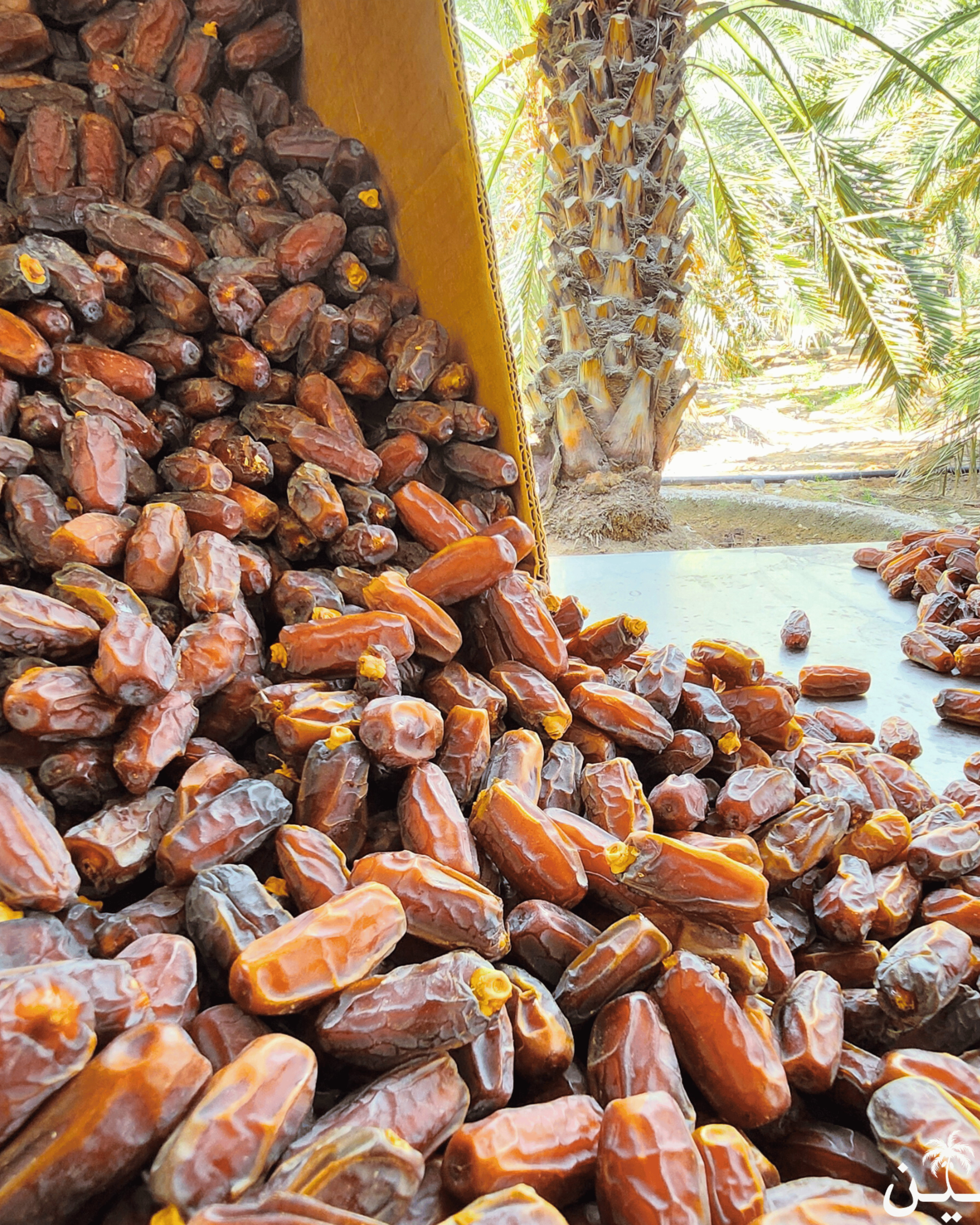 Mabroom Mashrooq Premium Khajoor