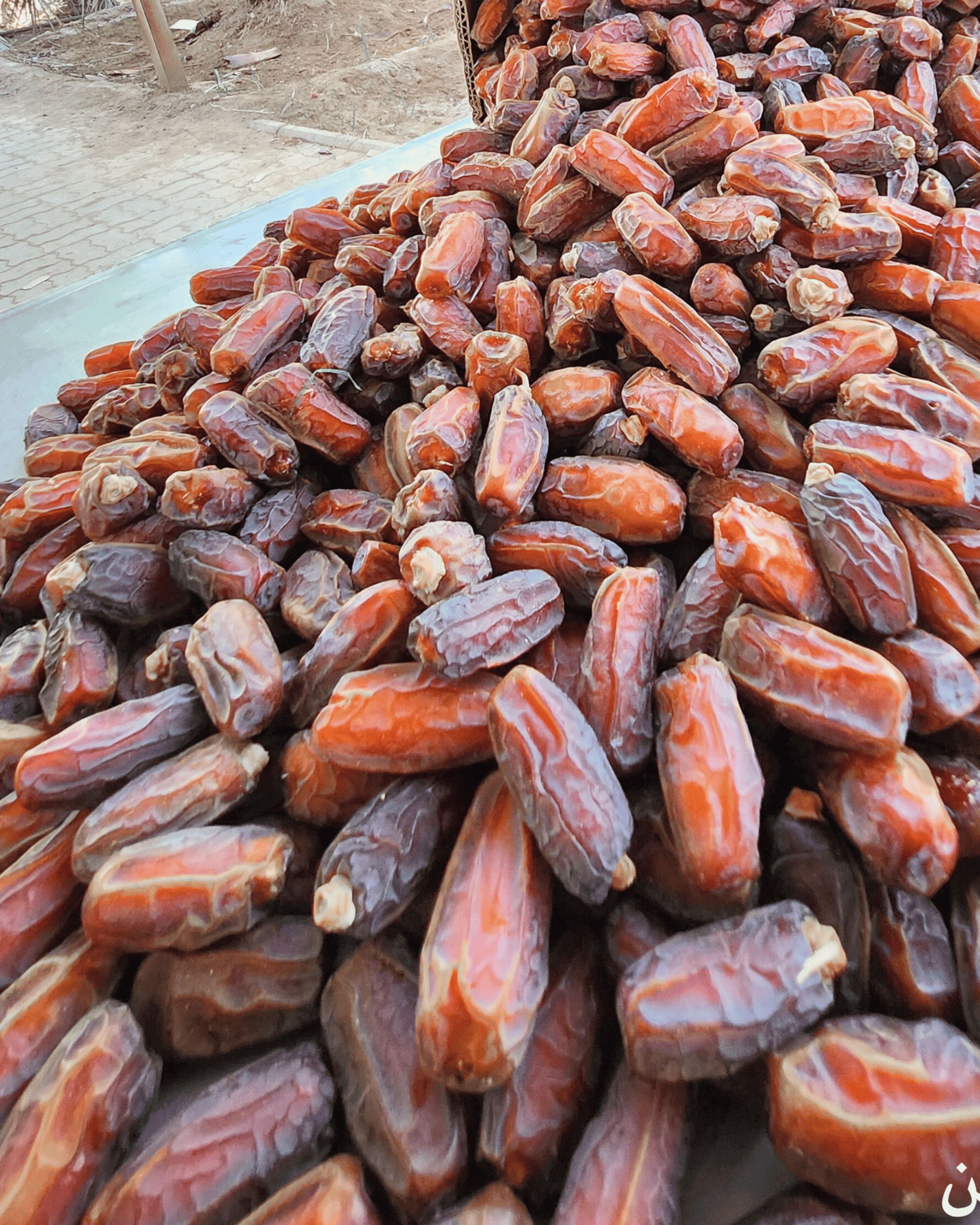 Mabroom Classic Medium Khajoor - Pure Fresh Stock