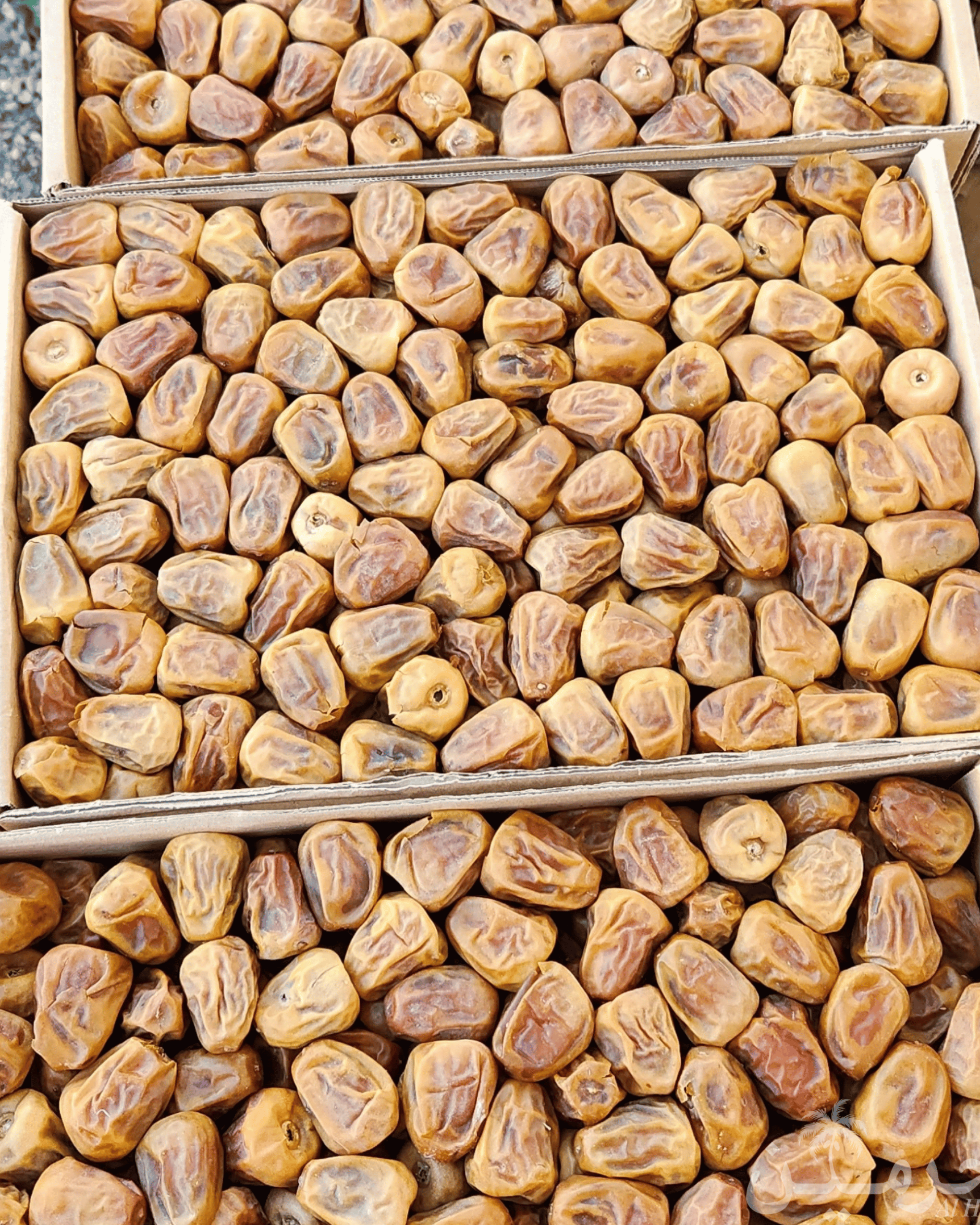 JUMBO Dana Sukkari Gold Khajoor - Nature’s Crunch