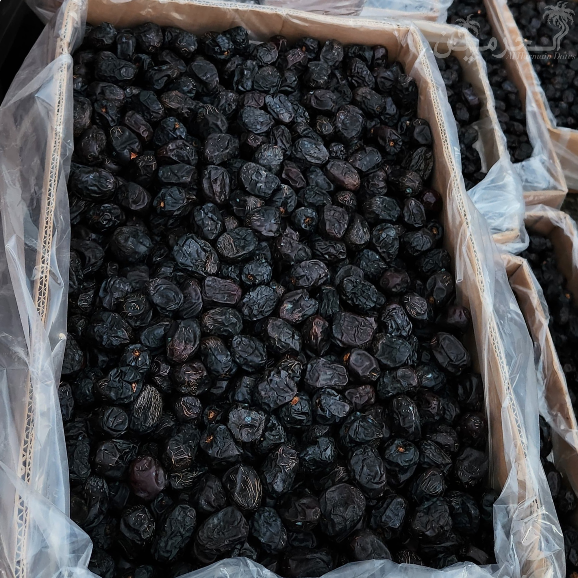Ajwa Madinah Jumbo Khajoor – Premium A++ Quality
