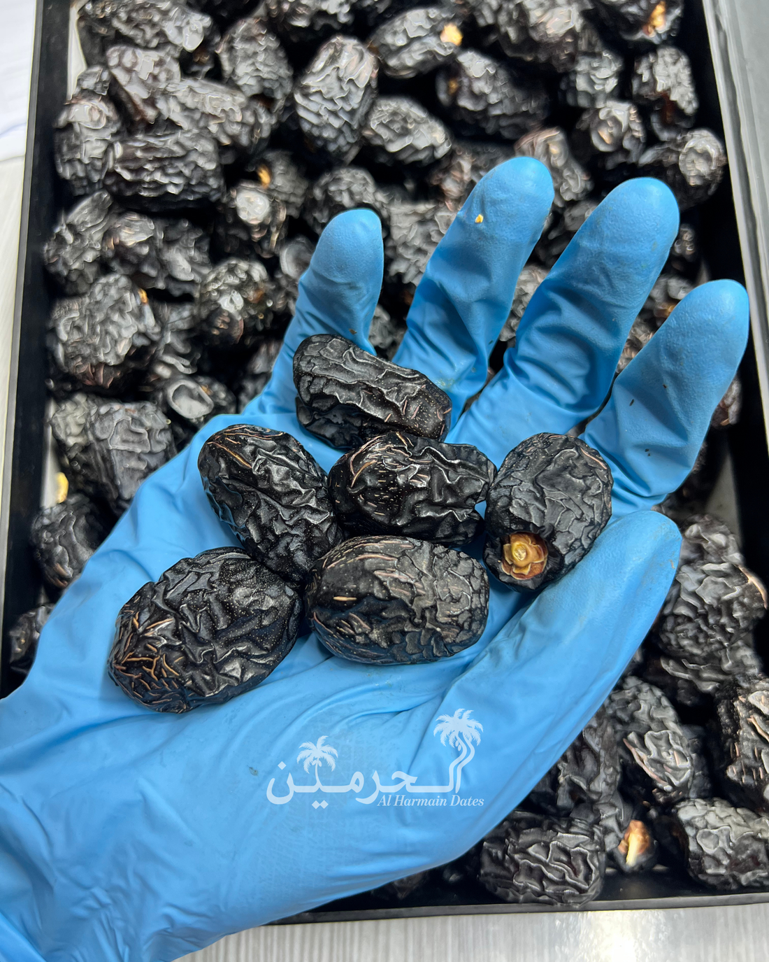 Ajwa Madinah Jumbo Khajoor – Premium A++ Quality